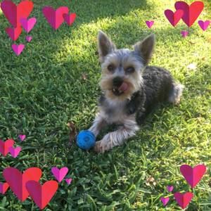 Meet your Posher, Anne